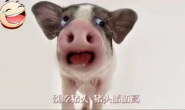 猪头吃瓜爆料图片高清大图,高清大图揭秘网络热议瞬间